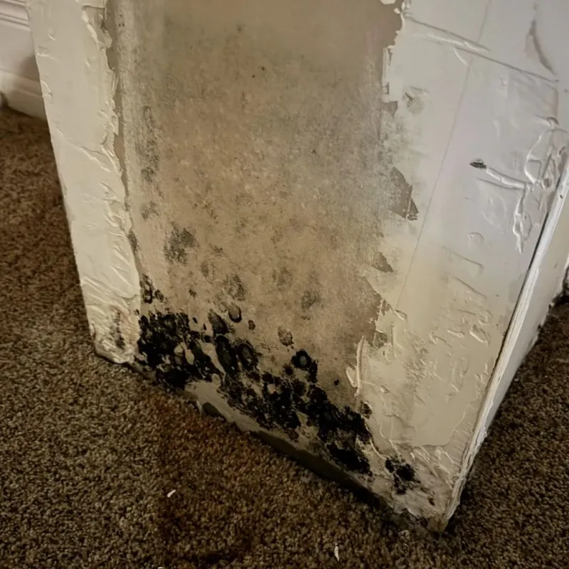 Professional Mold Removal in Alcoa, TN